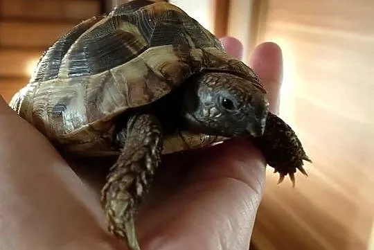 Żółw Stepowy Testudo Hermanni, Wielkopolskie, Nowy Tomyśl