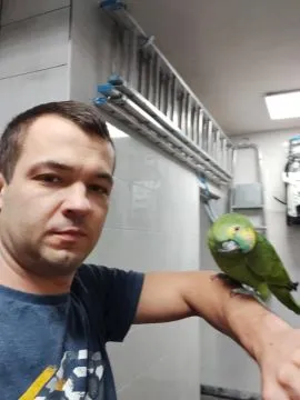 Amazonka niebieskoczelna, dorosły samiec szuka nowego domu., , Gliwice/Kleszczów 