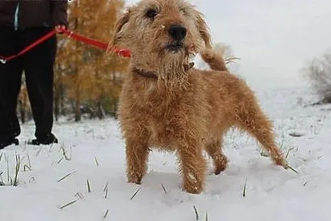 Gajwer - łagodny psiak w typie teriera pilnie szuk