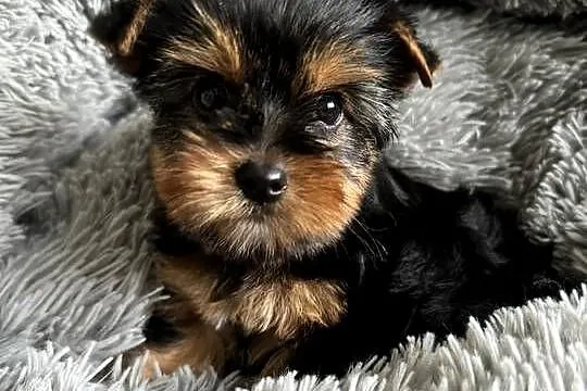 Mini Yorkshire Terrier Chłopiec Rodowód Chip Wyprawka
