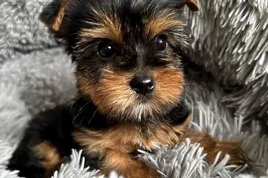 Mini Yorkshire Terrier Chłopiec Rodowód Chip Wyprawka, Śląskie, Częstochowa