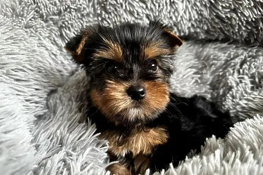 Mini Yorkshire Terrier Chłopiec Rodowód Chip Wyprawka, Śląskie, Częstochowa