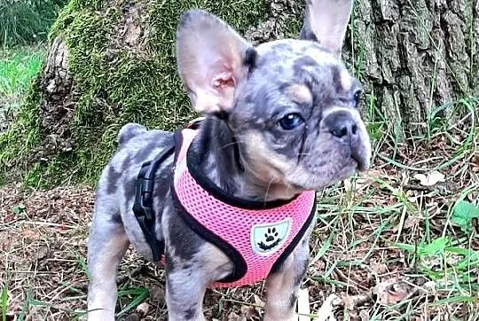 Buldog francuski piekna dziewczynka