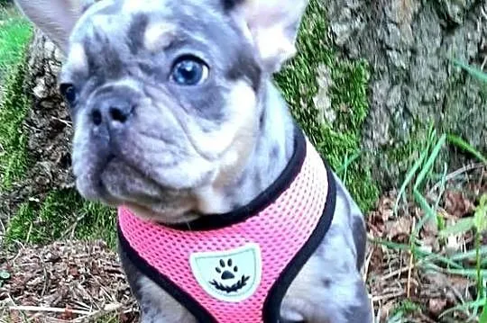 Buldog francuski piekna dziewczynka, Łódzkie, Pabianice