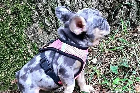 Buldog francuski piekna dziewczynka, Łódzkie, Pabianice
