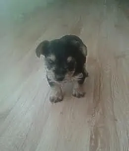 York Yorkshire terrier słodki maluch do oddania w