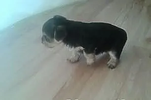 York Yorkshire terrier słodki maluch do oddania w 