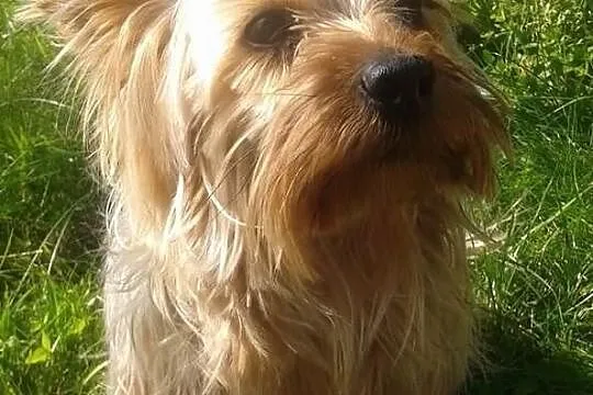 York Yorkshire terrier słodki maluch do oddania w 