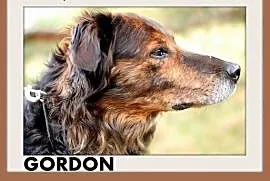 GORDON,seter mix,łagodny,rodzinny,grzeczny pies.AD, Kraków