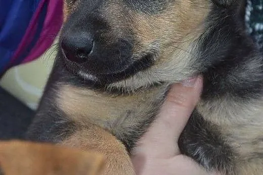 KOMU ?! KOMU ?! 8 tyg. SZAMKA szuka DOMU!!!,  mazo