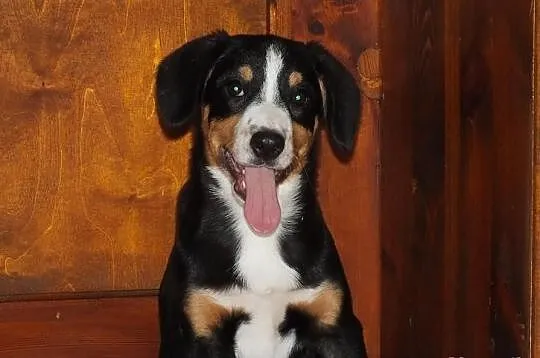 Berneński Pies Pasterski-Entlebucher najmniejszy s