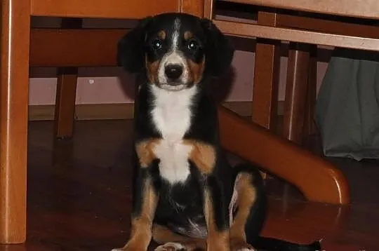 Berneński Pies Pasterski-Entlebucher najmniejszy s