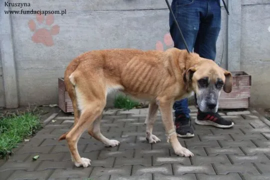 Kruszynka – dzielna, kochana sunia szuka swojego domu!  Nasza Kruszynka  waży ok 30 kg i jest dużą s, , Warszawa