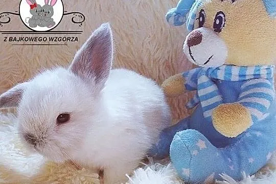 Zostały jeszcze WOLNE 3 króliczki Mini Lop ZAPRASZ, Tarnów