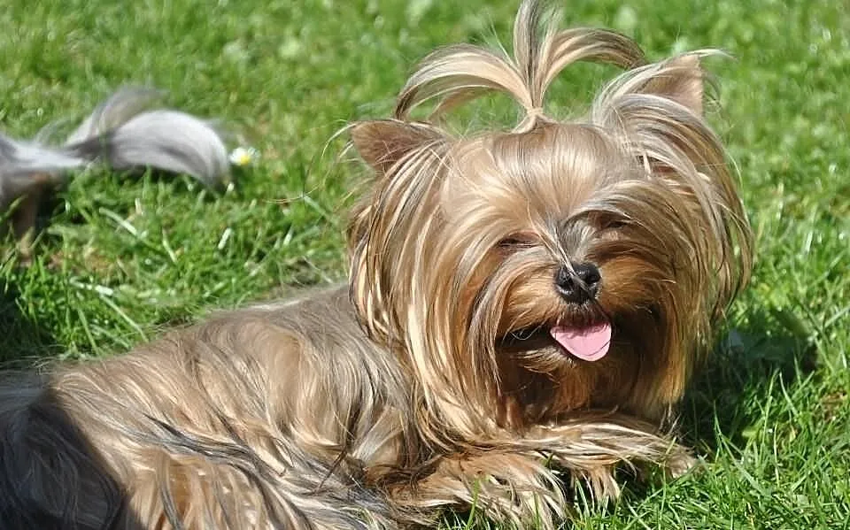 YORKI YORK (nie biewer) OCEAN PEARL