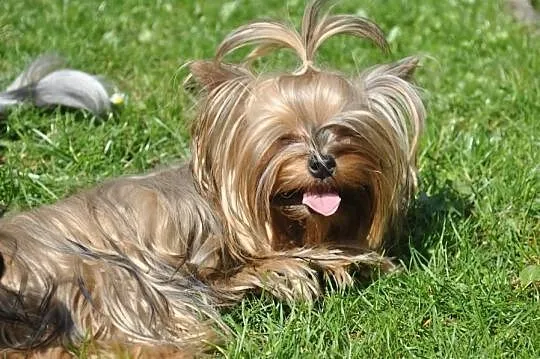 YORKI YORK (nie biewer) OCEAN PEARL