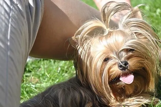 YORKI YORK (nie biewer) OCEAN PEARL