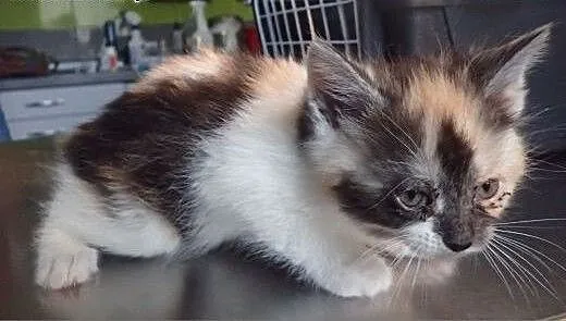 8 kociakow do adopcji , mazowieckie Warszawa