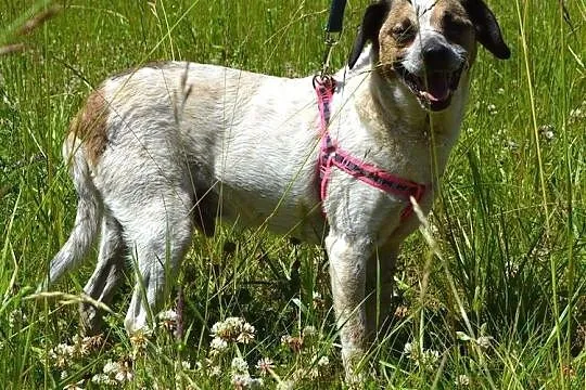 Drupi - niewielki piesio potrzebuje domu...,  warmińsko-mazurskie Olsztyn, Warmińsko-mazurskie, Olsztyn