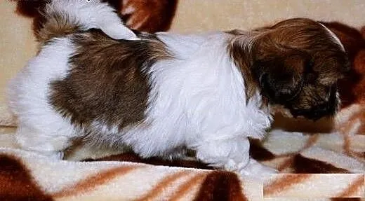 Shih tzu miniatureczka, mazowieckie Płońsk