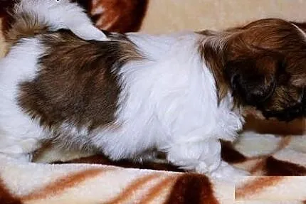 Shih tzu miniatureczka,  mazowieckie Płońsk