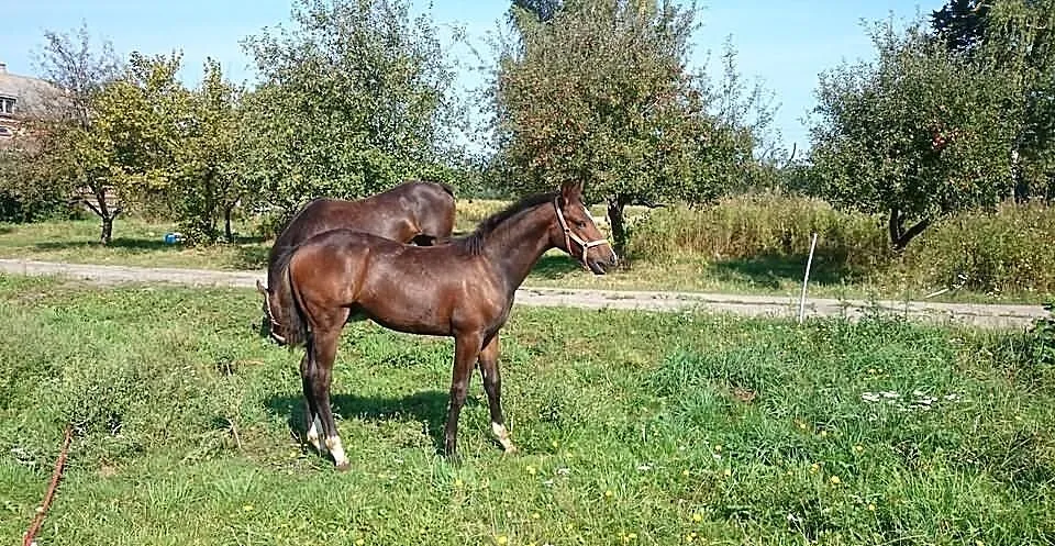 Koń ogierek