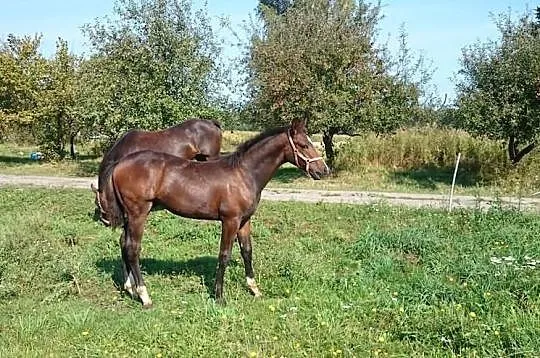 Koń ogierek