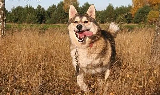 Luca mix husky bardzo wesoły, przyjazny, łagodny p