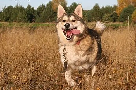 Luca mix husky bardzo wesoły, przyjazny, łagodny p