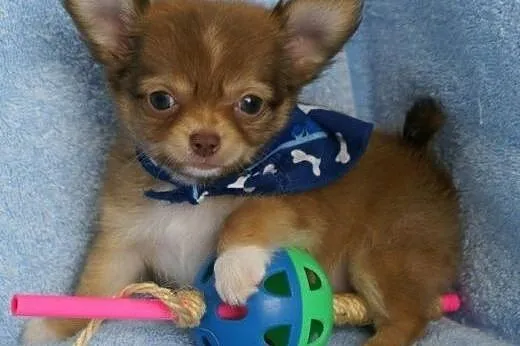 Sliczne szczenięta Chihuahua niemowlęta,  małopols