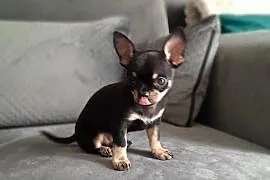Sprzedam pieska chiahua