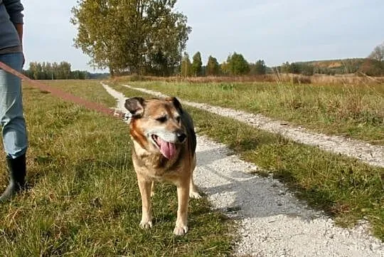 As - pies na schwał!