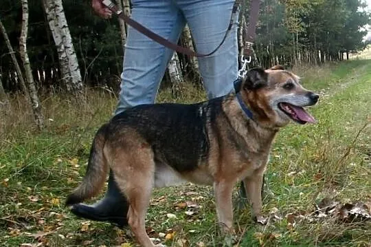 As - pies na schwał!