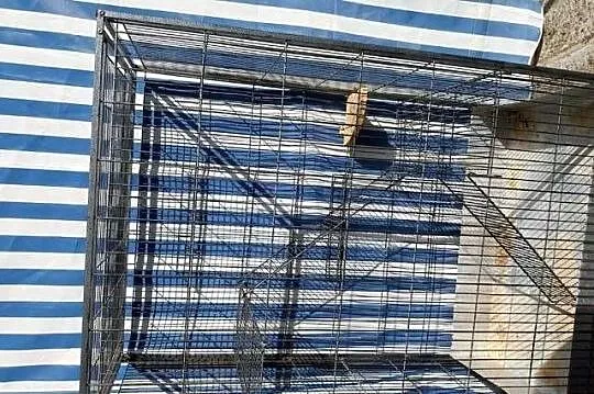 Duża Klatka dla gryzoni, Zachodniopomorskie, Pyrzyce