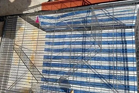 Duża Klatka dla gryzoni, Zachodniopomorskie, Pyrzyce