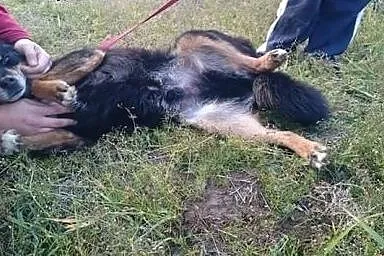 Malutki, grzeczny Foxik szuka domku.,  Kundelki ca