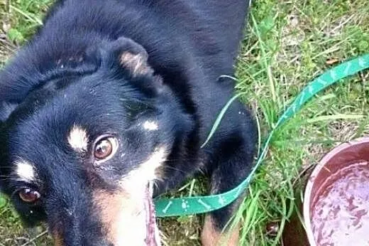 Malutki, grzeczny Foxik szuka domku.,  Kundelki ca