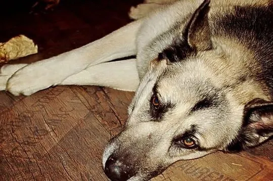 Zaniedbana suczka Luna pilnie do adopcji!