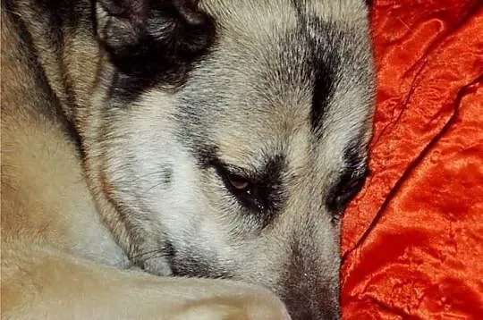 Zaniedbana suczka Luna pilnie do adopcji!