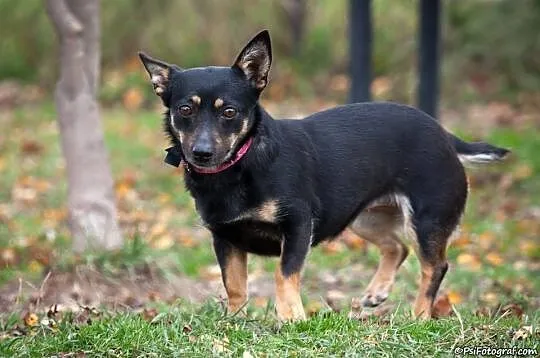 Malutka, spokojna Saszka, 2 letnia delikatna suczka ADOPCJA