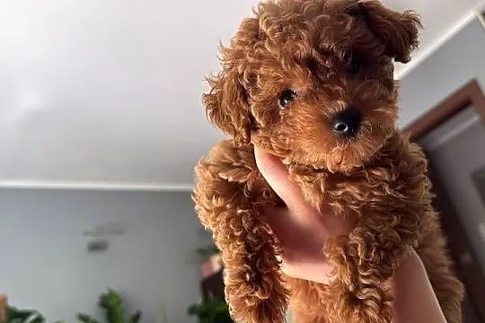 Pudel toy  malutkie szczeniaki