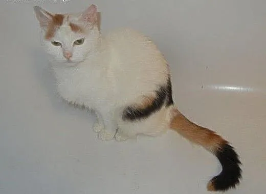 Bianka Malowanka do adopcji!!, łódzkie Łódź