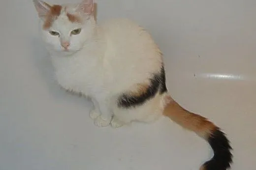 Bianka Malowanka do adopcji!!,  łódzkie Łódź