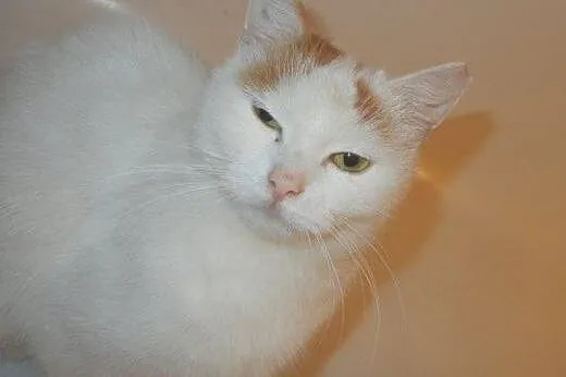 Bianka Malowanka do adopcji!!,  łódzkie Łódź
