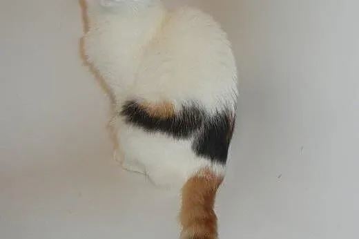 Bianka Malowanka do adopcji!!,  łódzkie Łódź