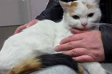 Bianka Malowanka do adopcji!!,  łódzkie Łódź