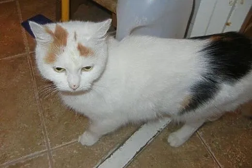 Bianka Malowanka do adopcji!!,  łódzkie Łódź