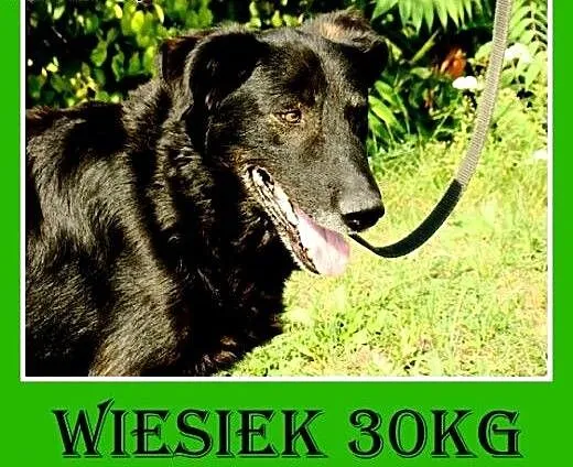 30kg,spokojny,łagodny,zrównoażony pies WIESIEK.Ado