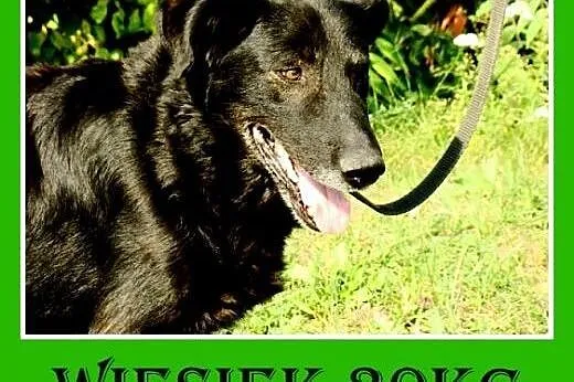 30kg,spokojny,łagodny,zrównoażony pies WIESIEK.Ado