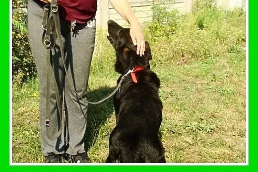30kg,spokojny,łagodny,zrównoażony pies WIESIEK.Ado